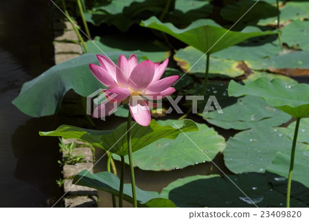 蓮花 蓮花 23409820