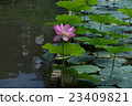 蓮花 23409821