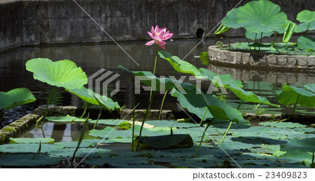 Lotus flower  23409823