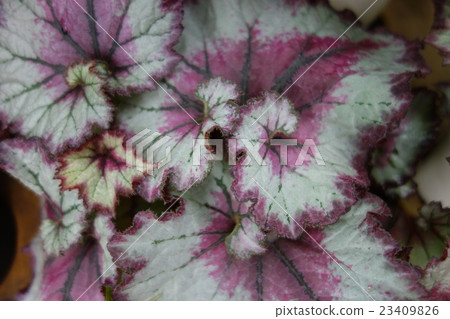 Rex Begonia leaves 23409826