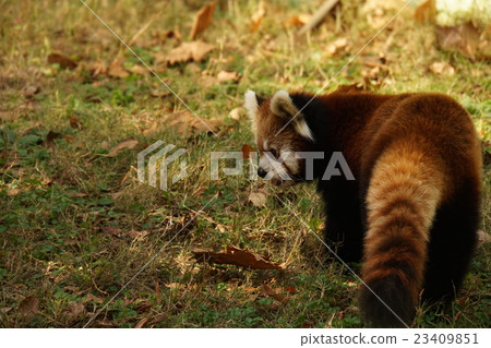 Lesser panda 23409851