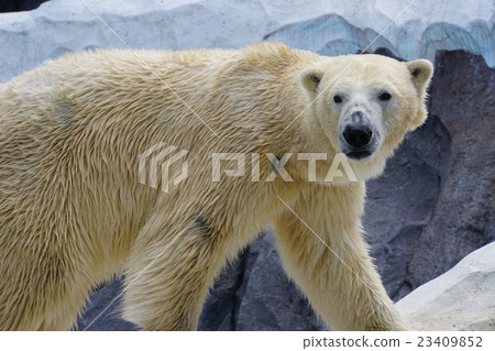 Polar bears 23409852