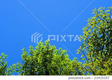 Fresh green and blue sky Fresh green and blue sky 23410107