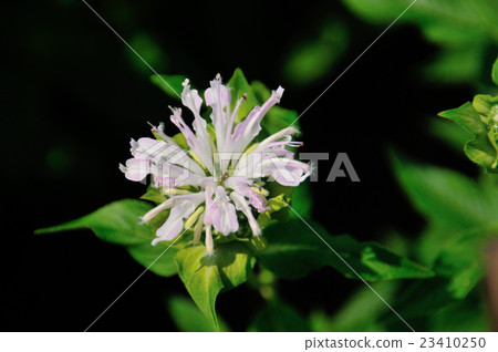 White bergamot. 3 White bergamot. 3 23410250