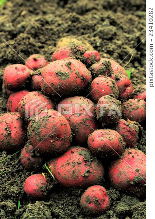 Red potatoes 23410282