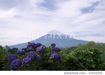 富士山和繡球花 23410343