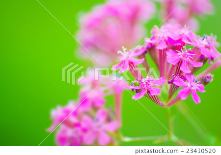 Musi Trinadesico 23410520