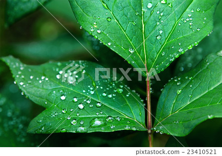 葉子裝飾著波爾卡圓點 23410521