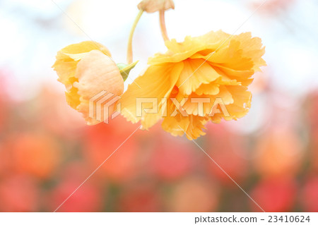 海棠花 海棠花 23410624