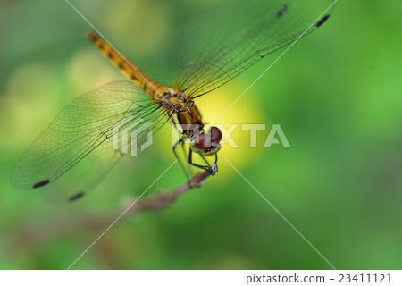 Dragonfly  23411121