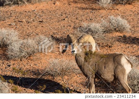Desert Bighorn Sheep Ram Desert Bighorn Sheep Ram 23411234