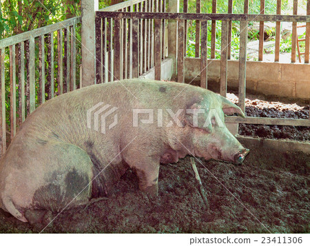 piglets at farm piglets at farm 23411306