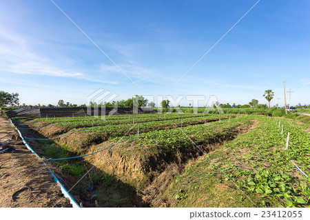 kale farm with the sprinkler system 23412055