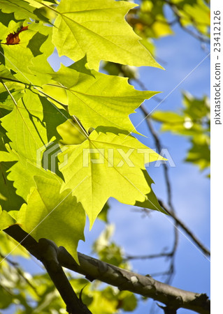 Leaves of sunny Platanus 23412126