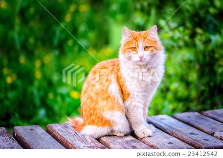red funny hobo cat sitting on rustic wooden red funny hobo cat sitting on rustic wooden 23412542