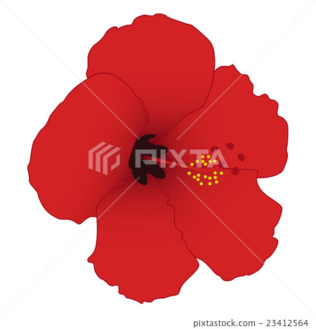 Red hibiscus isolated on white background. 23412564
