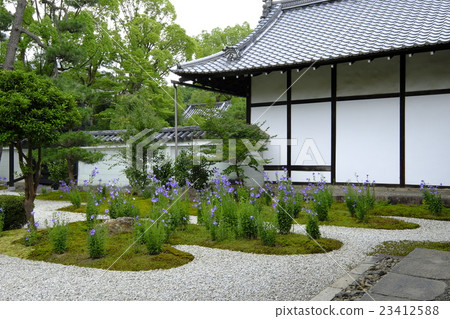 Kikyo寺 23412588