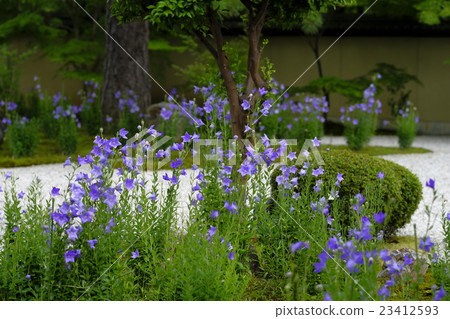 Kikyo Temple 23412593