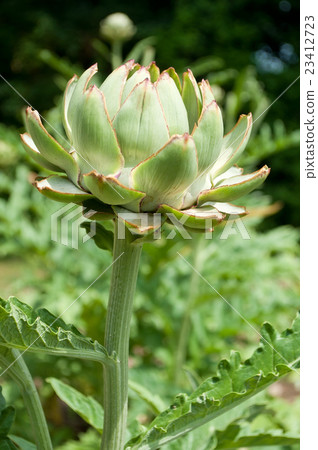 closeup of artichoke in a vevetable garden closeup of artichoke in a vevetable garden 23412723