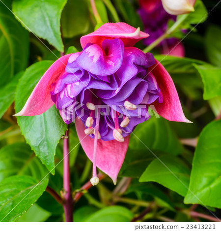 beautiful vibrant pink, red fuchsia flower beautiful vibrant pink, red fuchsia flower 23413221
