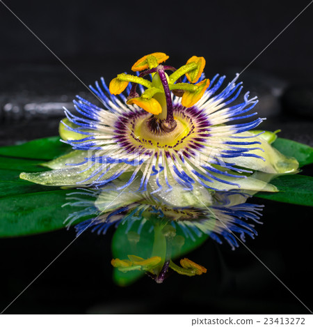spa still life of passiflora flower on green leaf spa still life of passiflora flower on green leaf 23413272