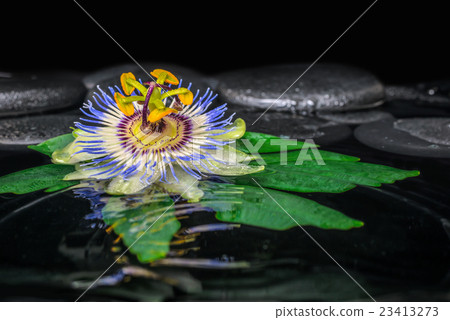 spa concept of passiflora flower on green leaf spa concept of passiflora flower on green leaf 23413273
