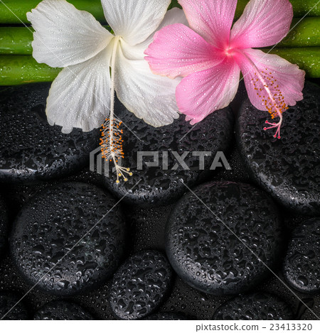 spa concept of zen basalt stones, hibiscus spa concept of zen basalt stones, hibiscus 23413320