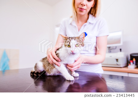 Young blond veterinarian holding little sick cat 23413445