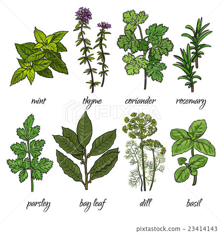 Set of rosemary, mint, thyme, coriander, parsley 23414143