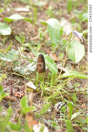 Amigasatake 23414165