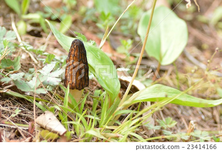 Amigasatake 23414166