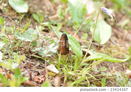 Amigasatake 23414167