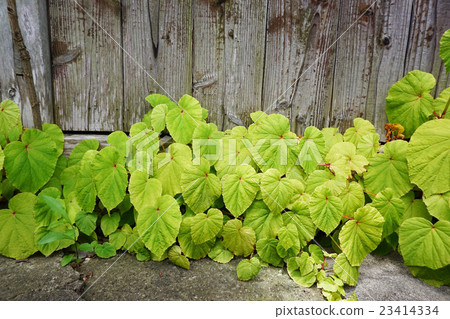 Katsura of board fence 23414334