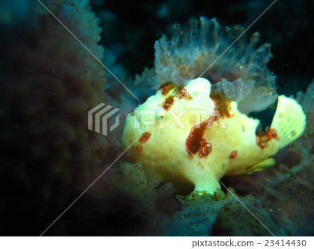 Frogfish Frogfish 23414430