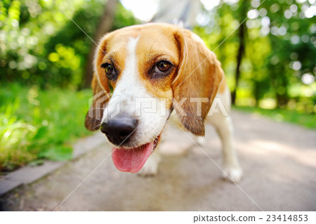 Funny active Beagle dog 23414853
