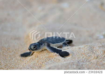 Baby of green turtle 23416428