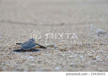Baby of green turtle 23416431
