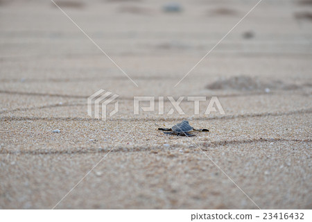 Baby of green turtle 23416432