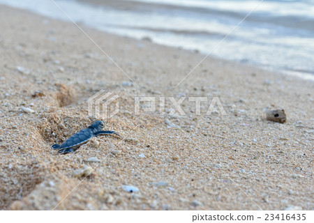Baby of green turtle Baby of green turtle 23416435