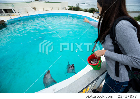 Woman feeding dolphin in aquarium Woman feeding dolphin in aquarium 23417858