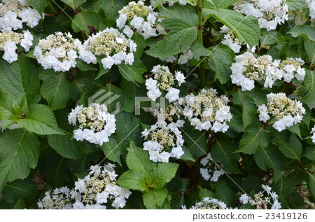 繡球花（跳雪） 23419126