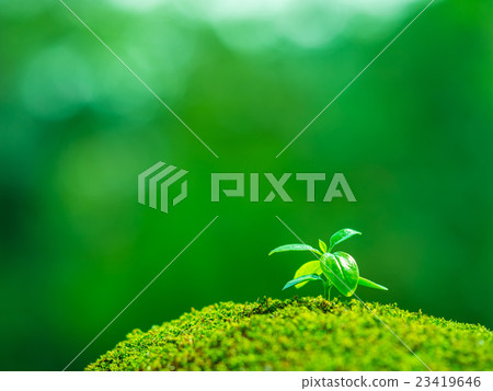 Plant seedling Plant seedling 23419646