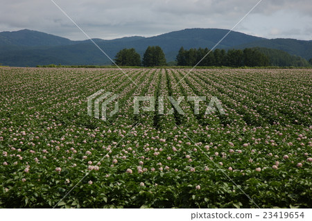 Potato field of Hokkaido Kutchan 23419654