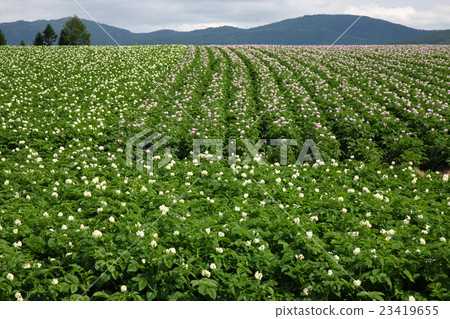 Potato field of Hokkaido Kutchan 23419655
