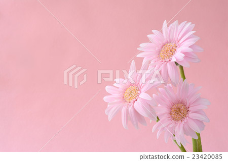 Pink gerbera peach background 23420085