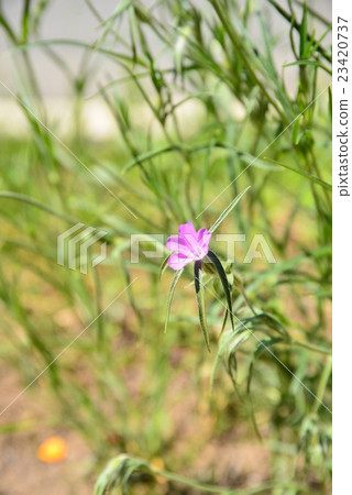 Niwazekishou 23420737