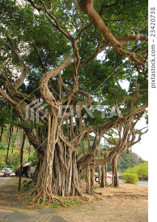 大Jujumaru 大Jujumaru 23420738