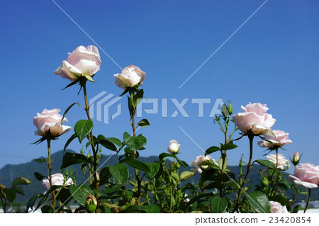 玫瑰(童話故事Kenigin)Sakaki Chikumagawa玫瑰園 玫瑰(童話故事Kenigin)Sakaki Chikumagawa玫瑰園 23420854