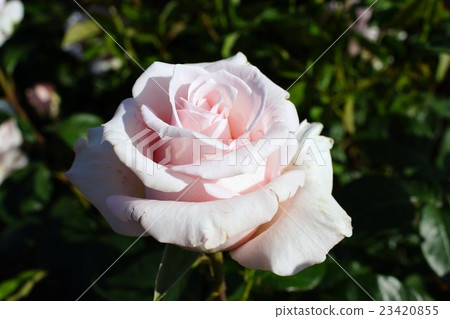 玫瑰(童話故事Kenigin)Sakaki Chikumagawa玫瑰園 玫瑰(童話故事Kenigin)Sakaki Chikumagawa玫瑰園 23420855