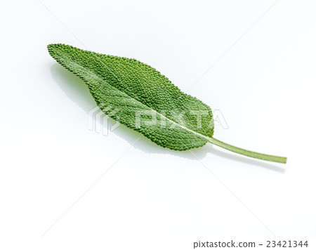 Close Up of single fresh sage leaves. Close Up of single fresh sage leaves. 23421344